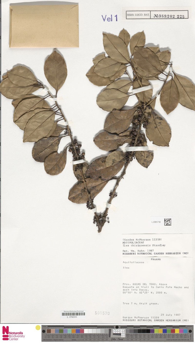 Ilex chiriquensis photo 3