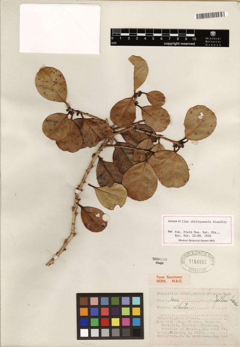Ilex chiriquensis photo 4