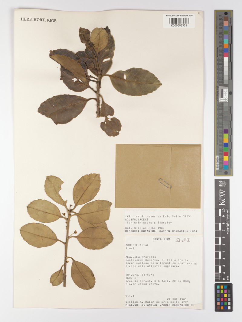 Ilex chiriquensis photo 5