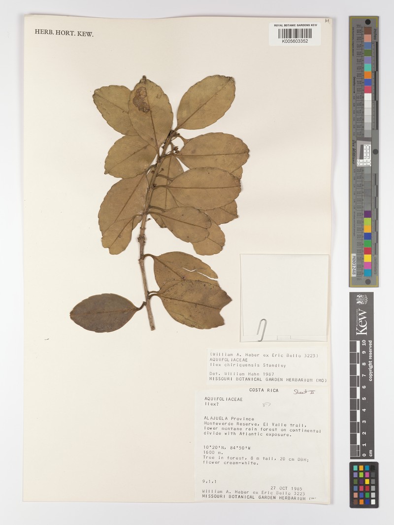 Ilex chiriquensis photo 6