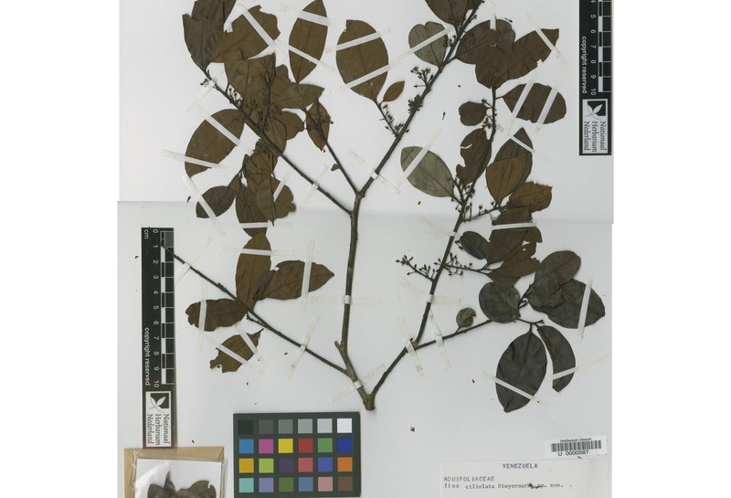 Ilex ciliolata