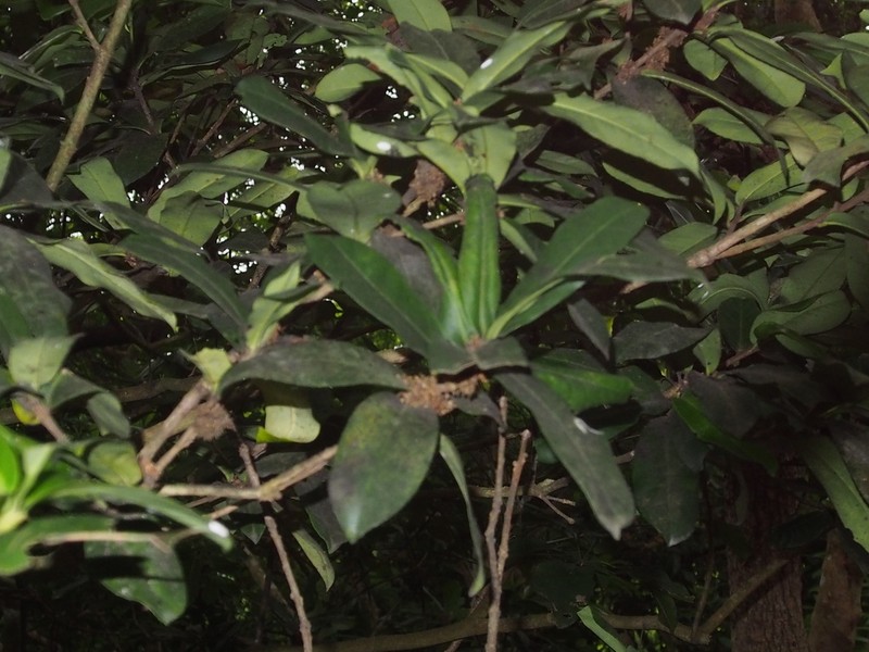 Ilex cinerea