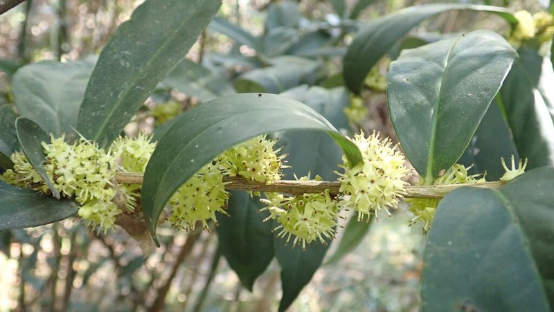Ilex cinerea photo 2