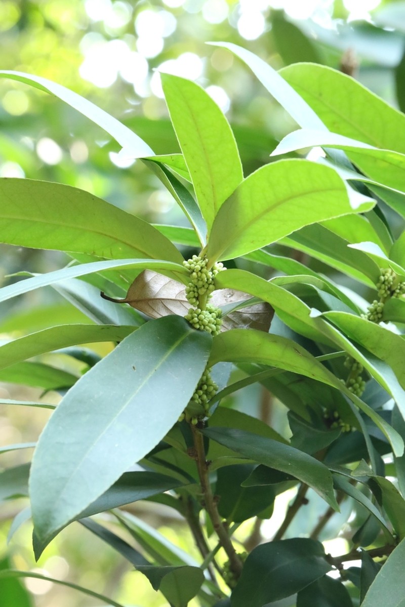 Ilex cinerea photo 3