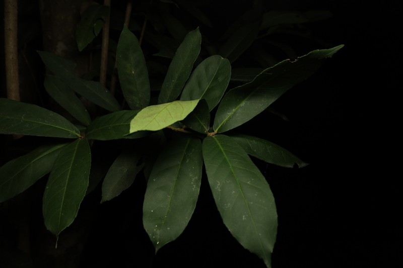 Ilex cinerea photo 4