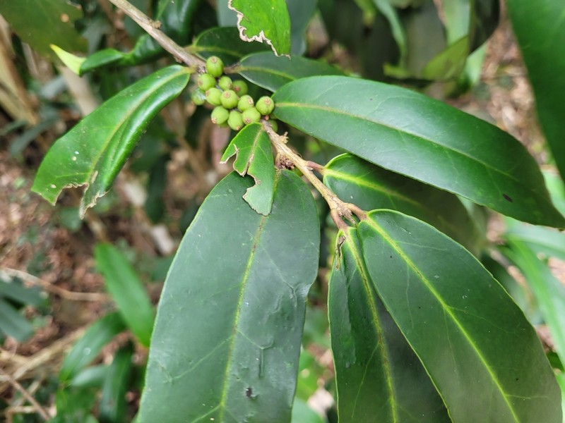 Ilex cinerea photo 5