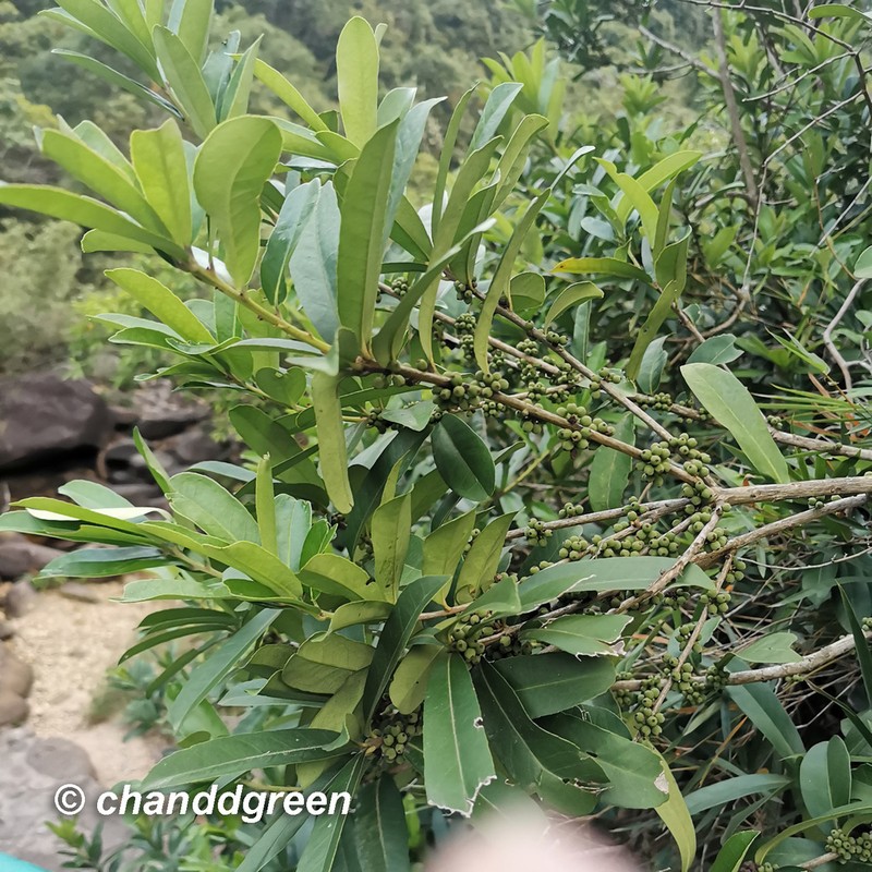 Ilex cinerea photo 6