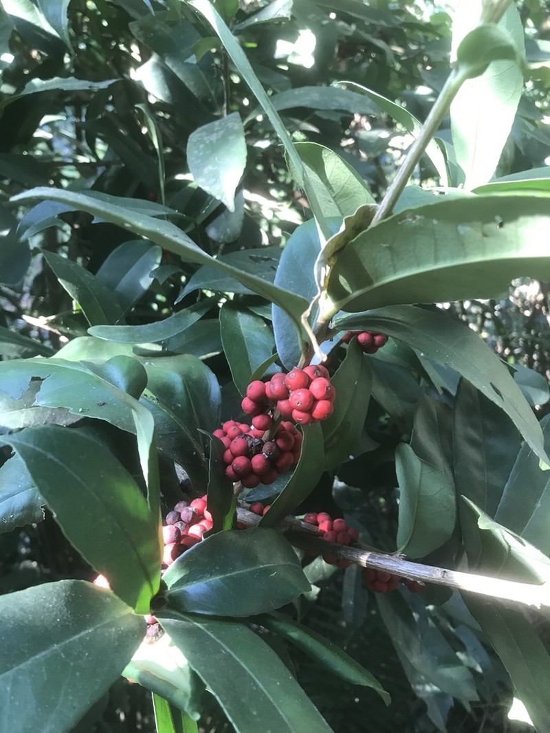 Ilex cinerea photo 7