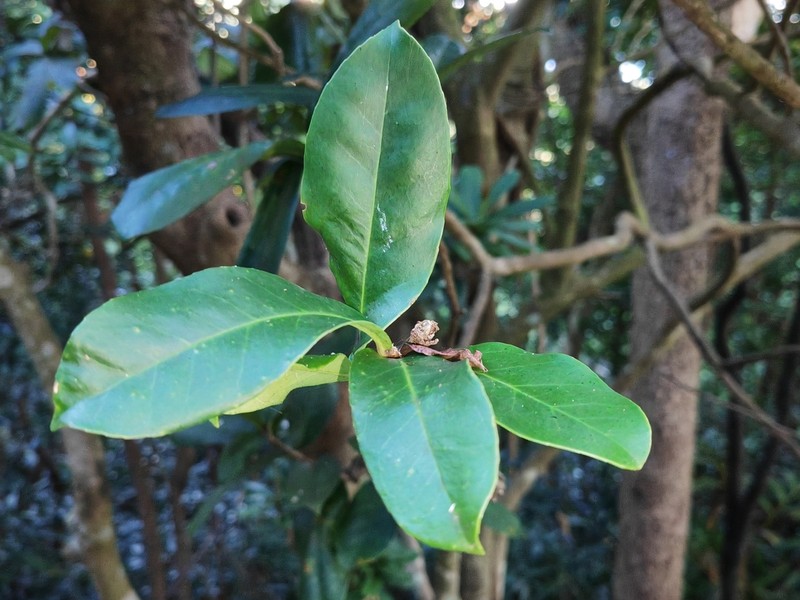 Ilex cinerea photo 8