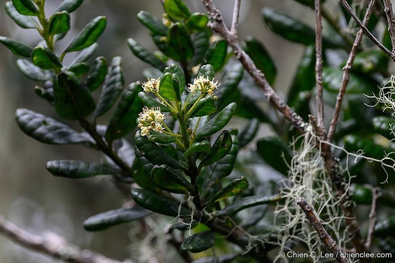 Ilex clemensiae