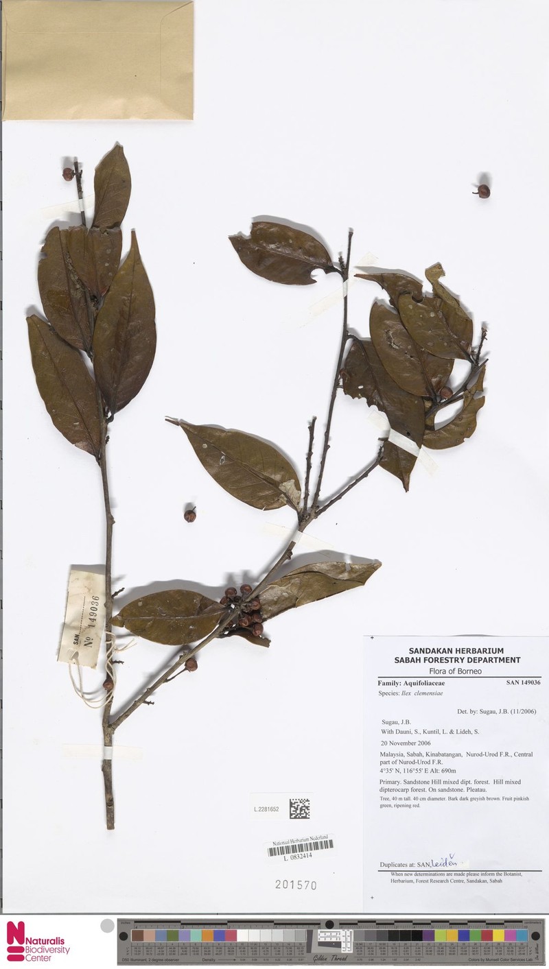 Ilex clemensiae photo 2