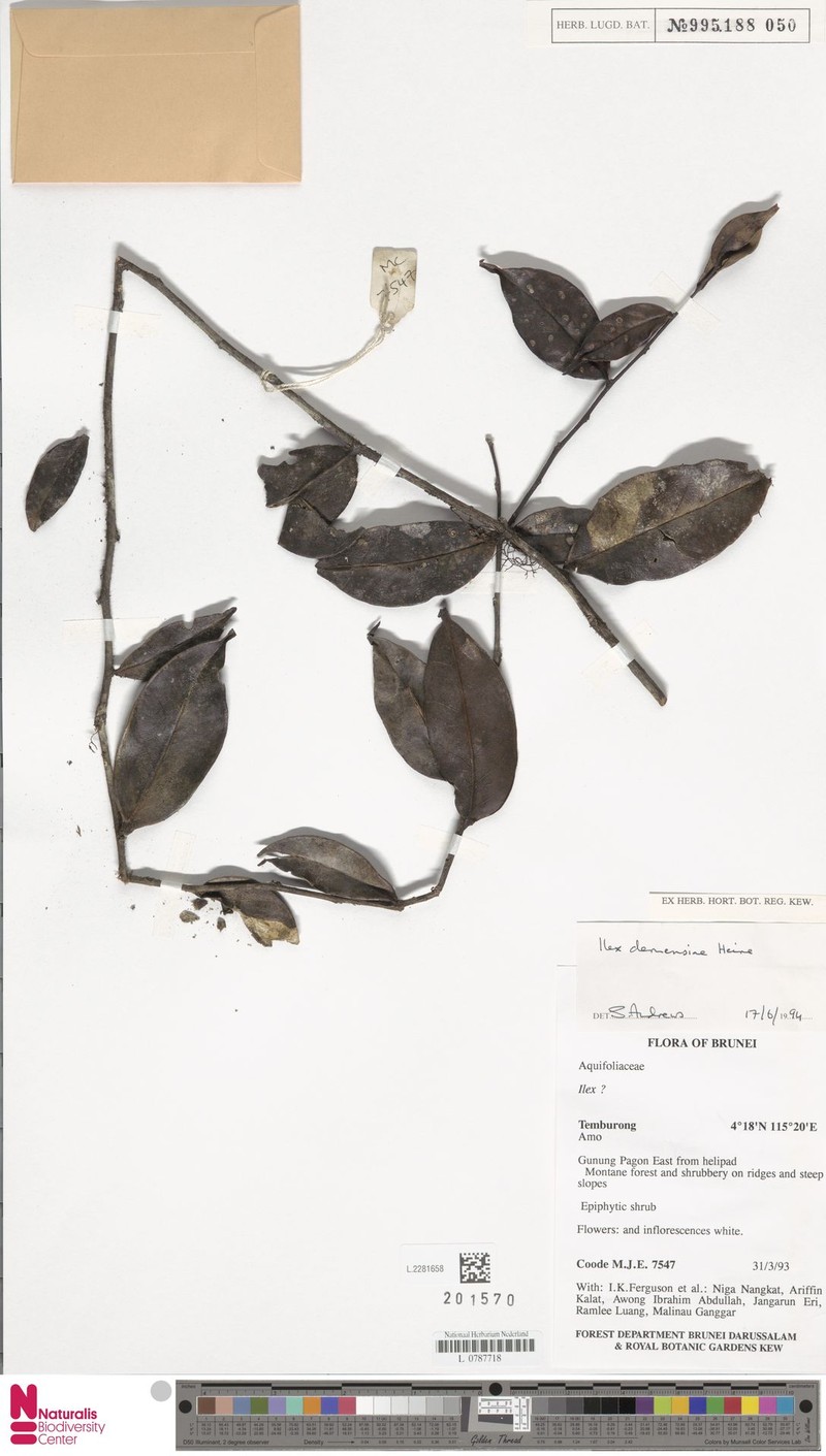 Ilex clemensiae photo 3