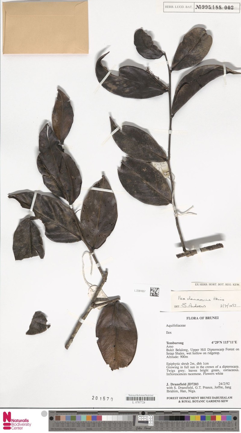 Ilex clemensiae photo 4