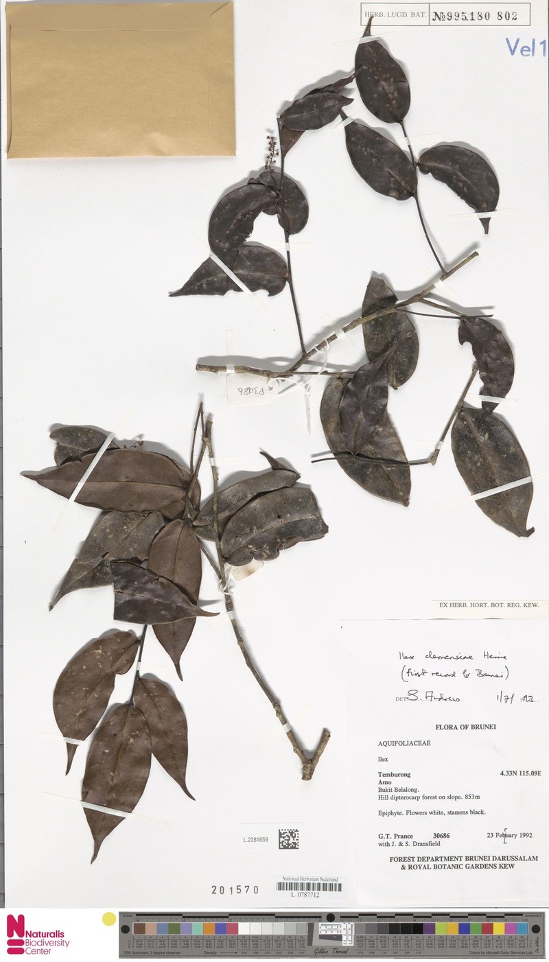 Ilex clemensiae photo 5