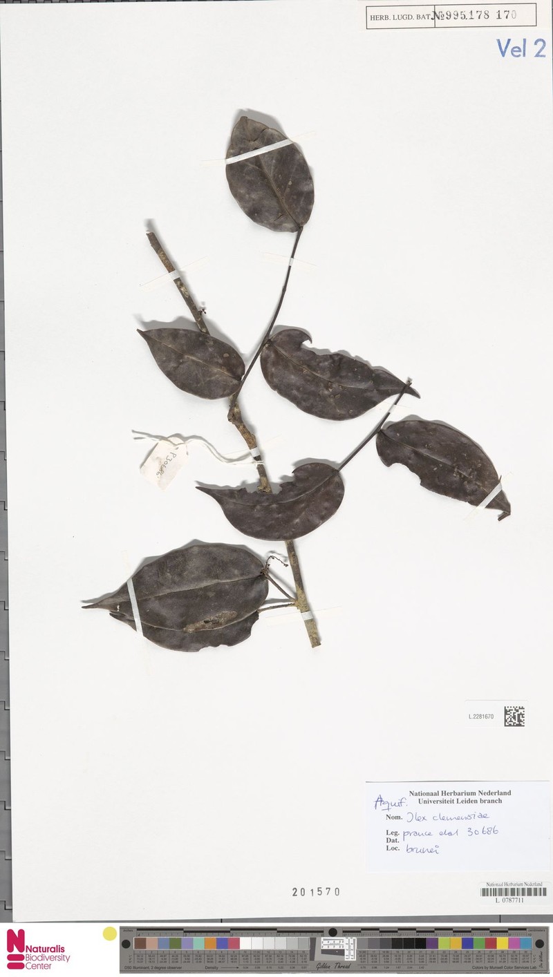 Ilex clemensiae photo 6