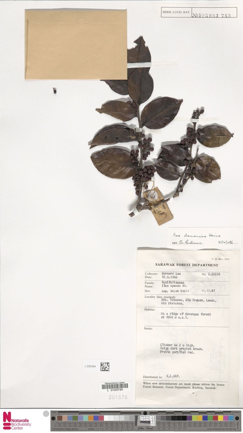 Ilex clemensiae photo 7