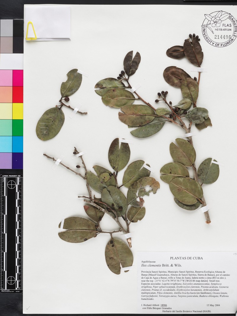 Ilex clementis