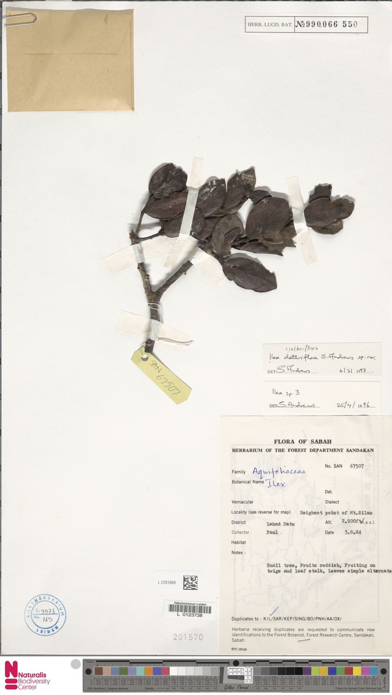 Ilex clethriflora