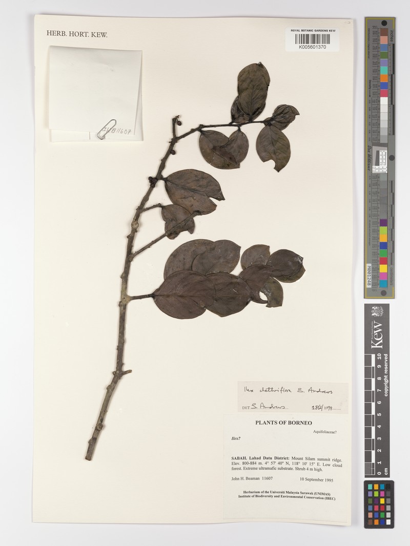 Ilex clethriflora photo 2