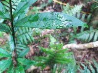 Ilex cochinchinensis