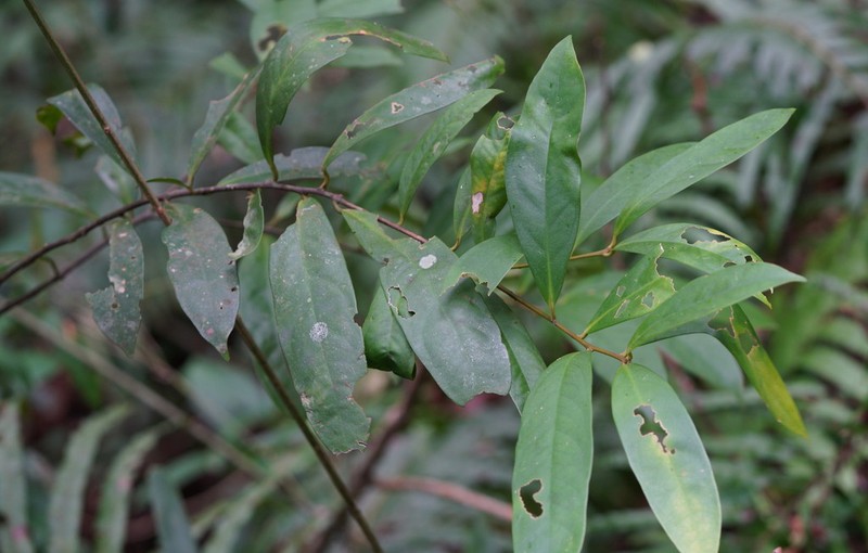 Ilex cochinchinensis photo 2