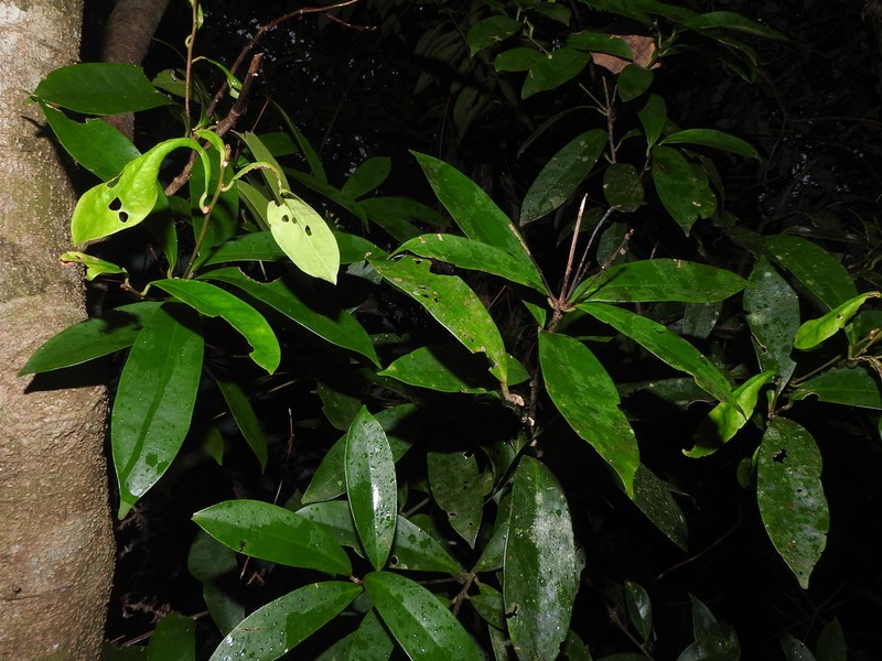 Ilex cochinchinensis photo 3