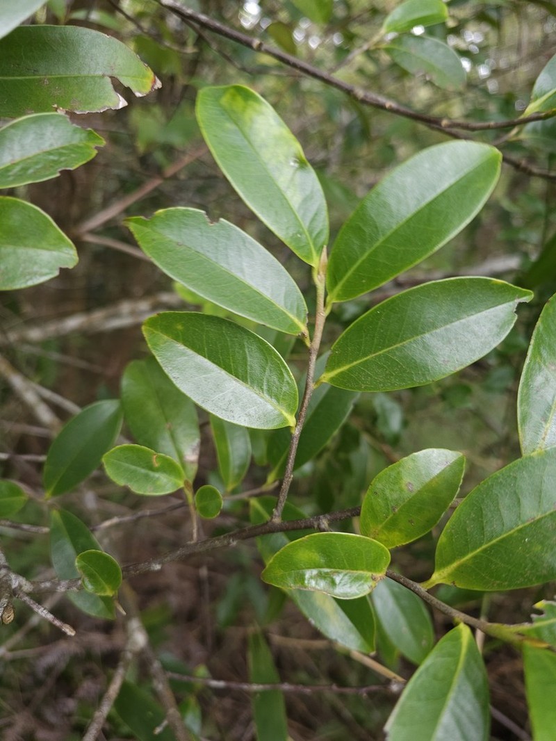 Ilex cochinchinensis photo 4