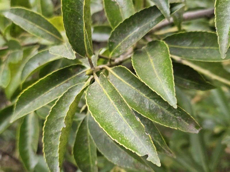 Ilex cochinchinensis photo 5