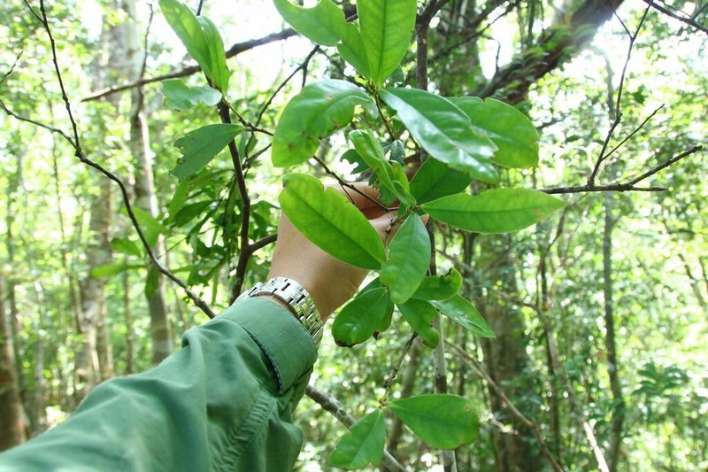 Ilex cochinchinensis photo 6