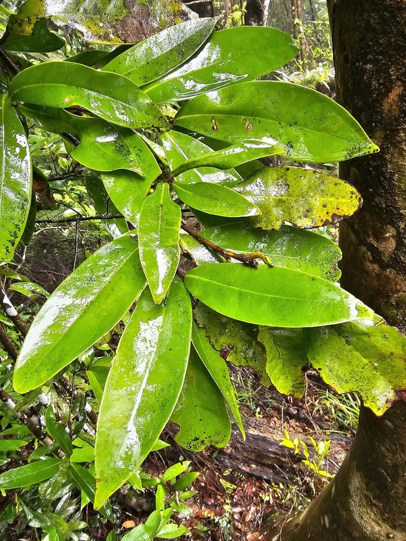 Ilex cochinchinensis photo 7