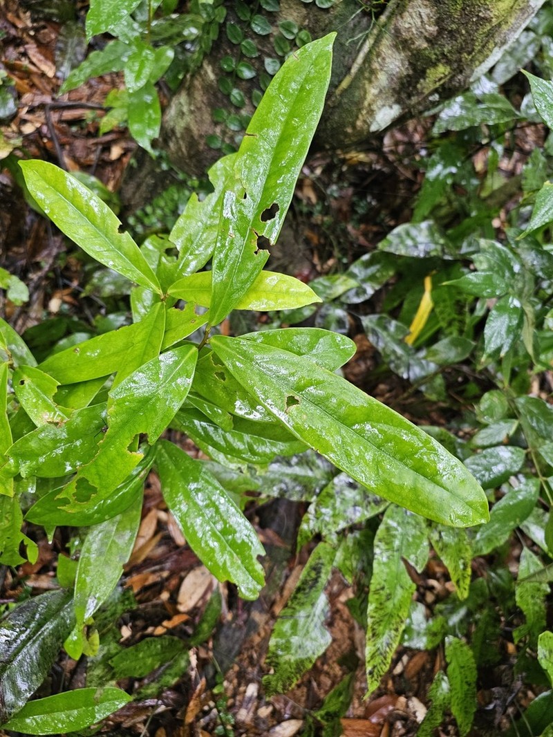 Ilex cochinchinensis photo 8