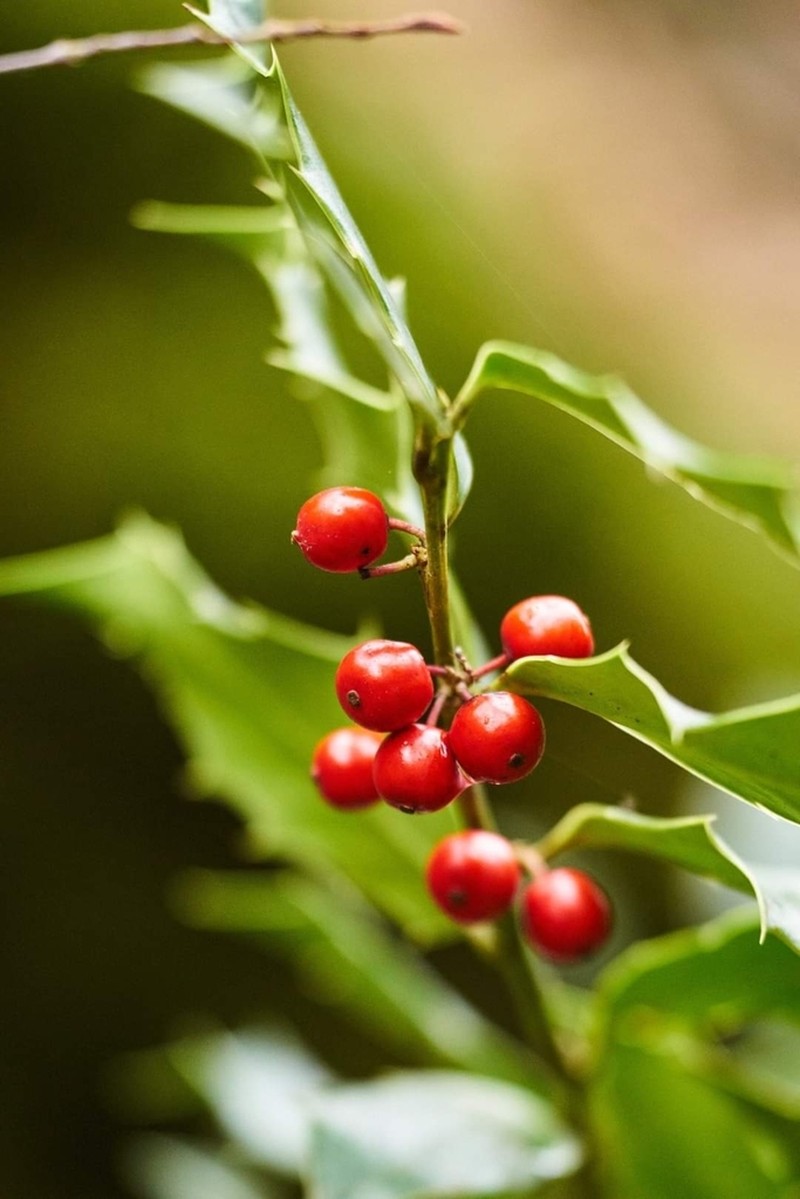 Ilex colchica