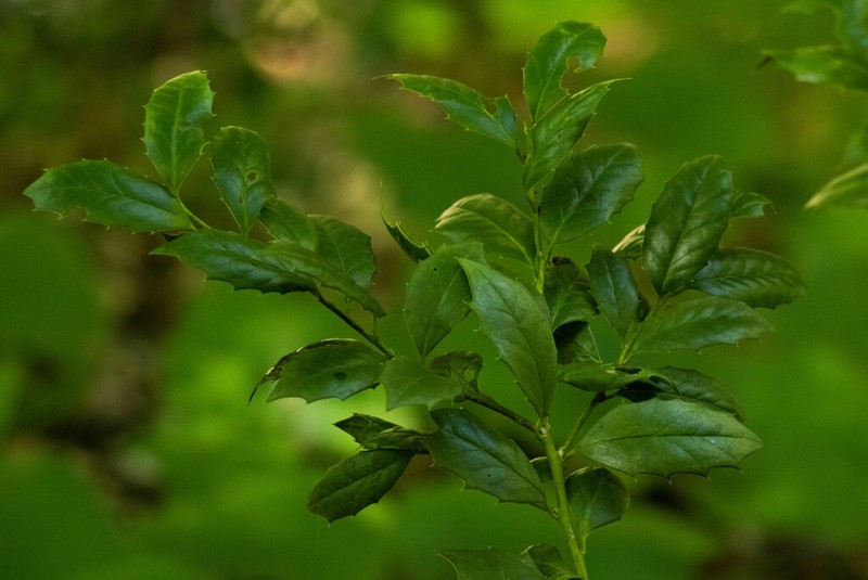 Ilex colchica photo 2