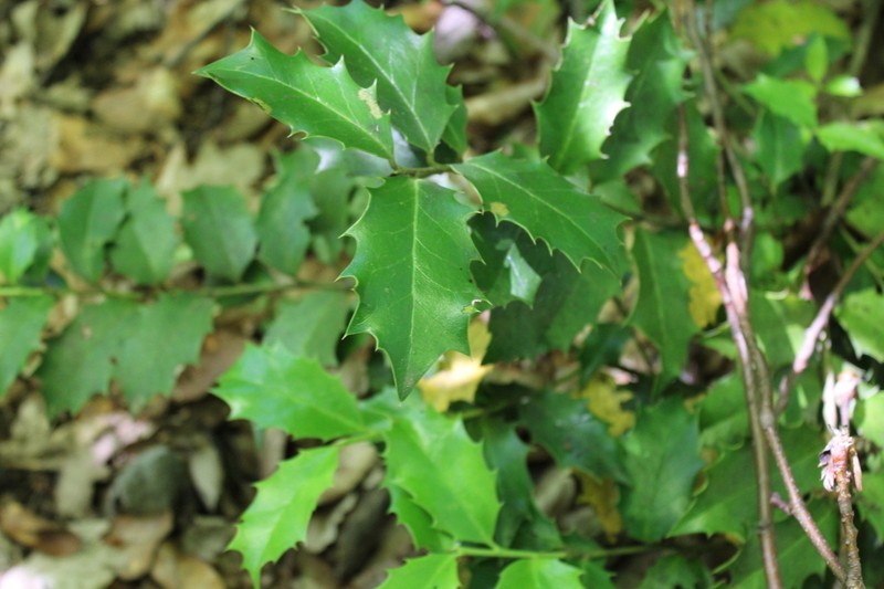 Ilex colchica photo 3
