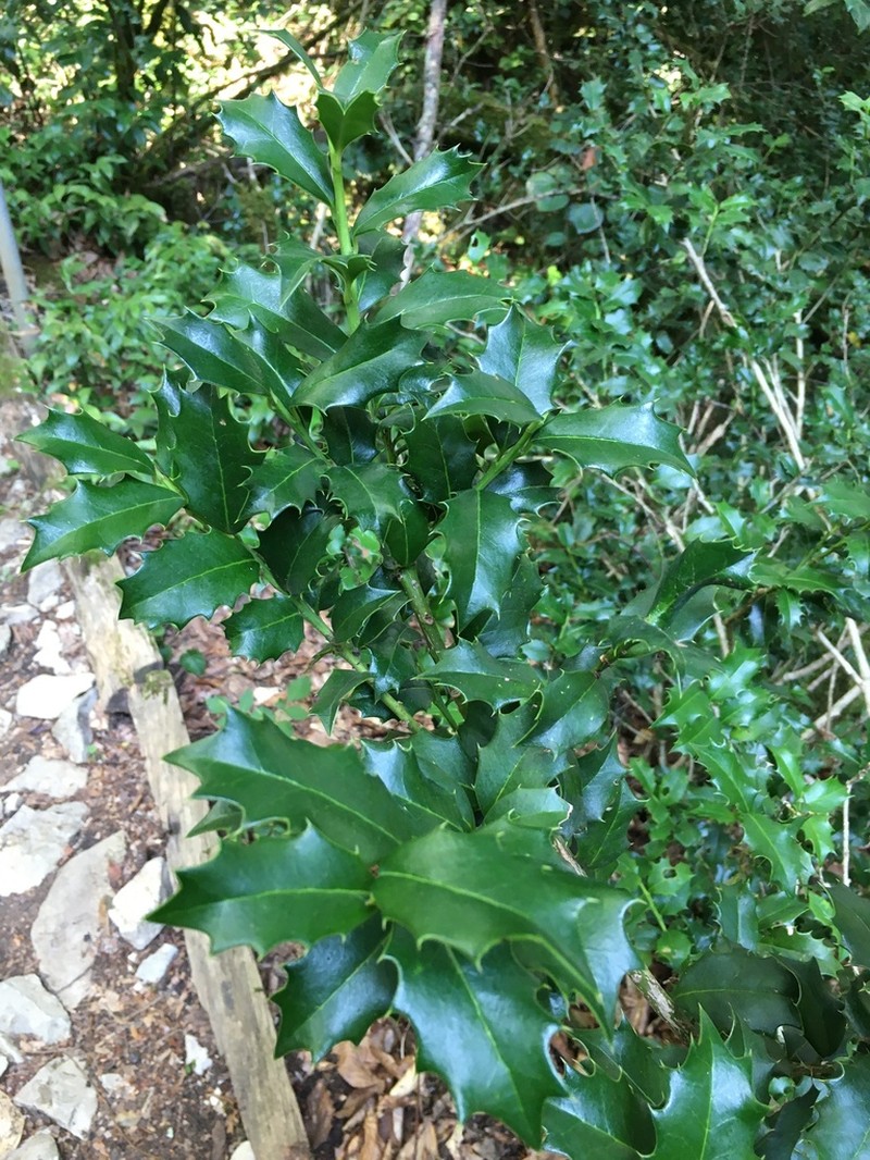 Ilex colchica photo 4