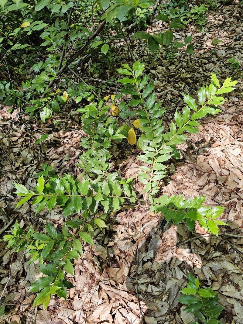Ilex colchica photo 5