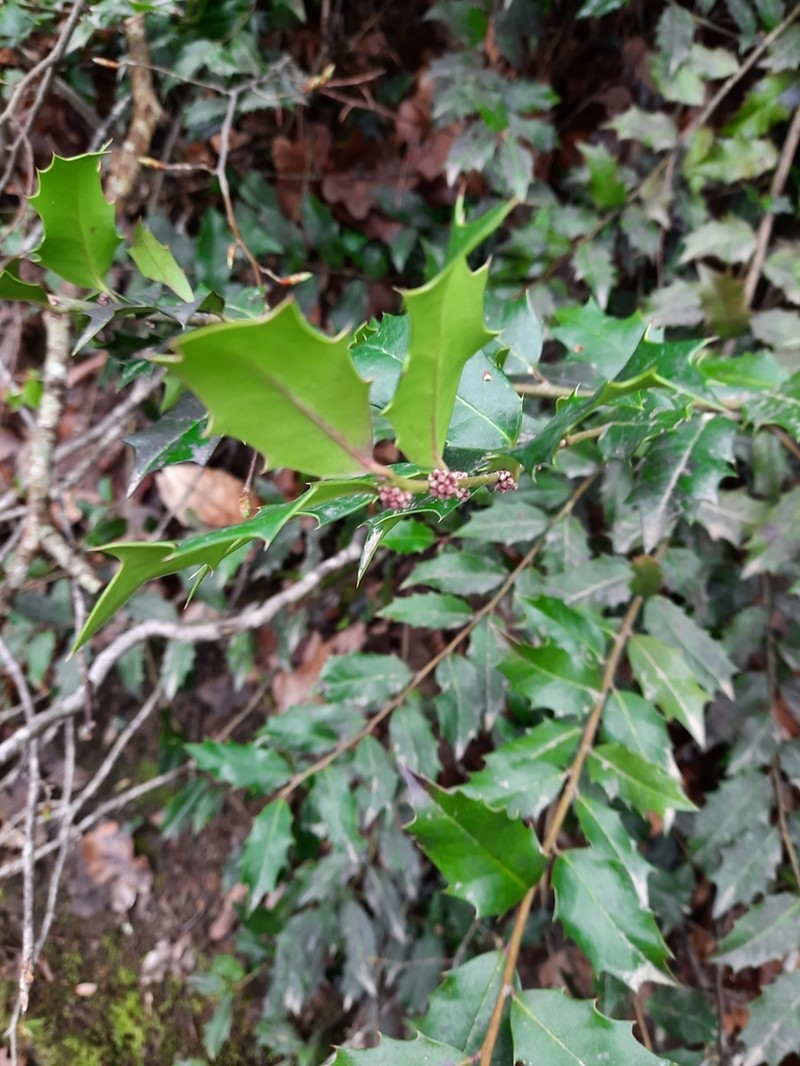 Ilex colchica photo 6