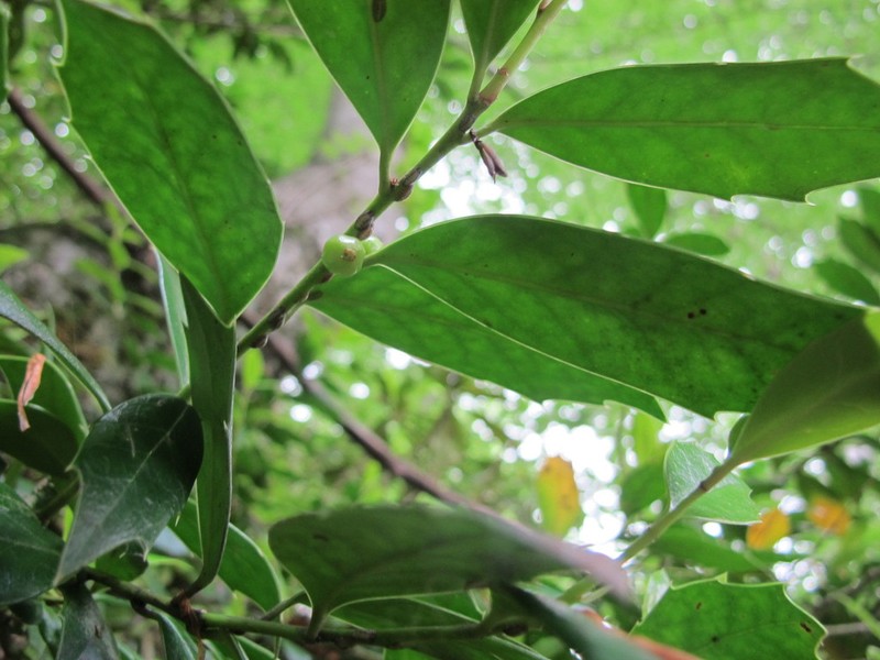 Ilex colchica photo 7