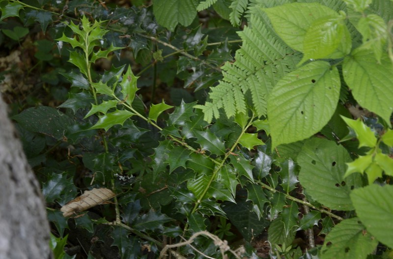 Ilex colchica photo 8