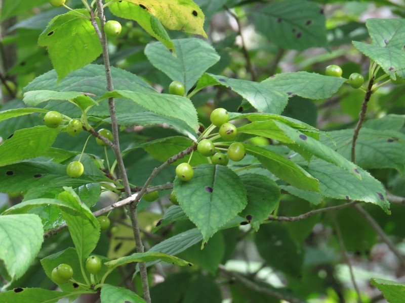 Longstalk Holly