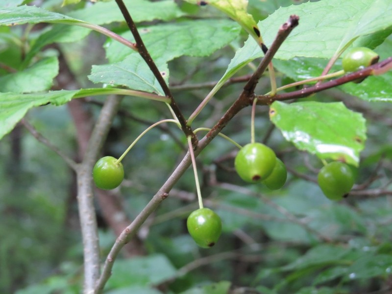 Longstalk Holly photo 2
