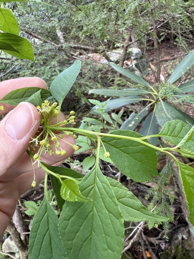 Longstalk Holly photo 3