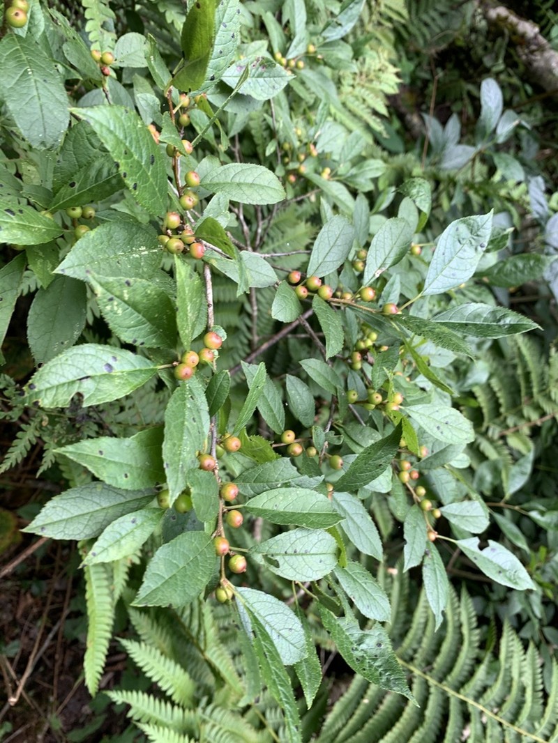 Longstalk Holly photo 4