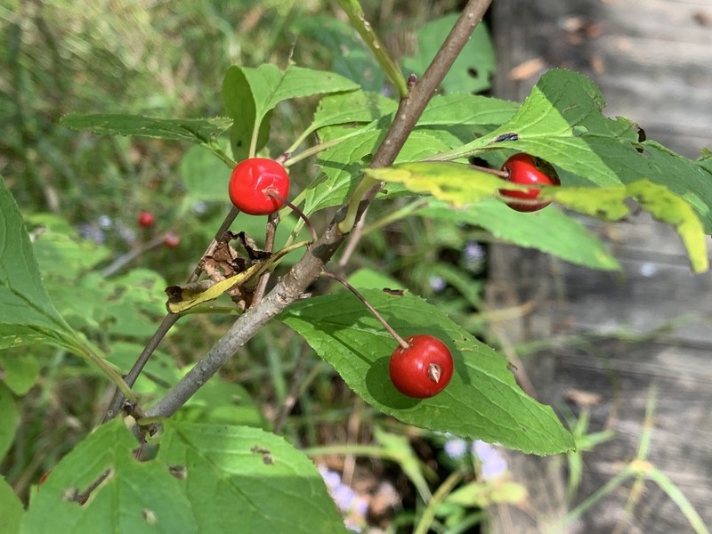 Longstalk Holly photo 5