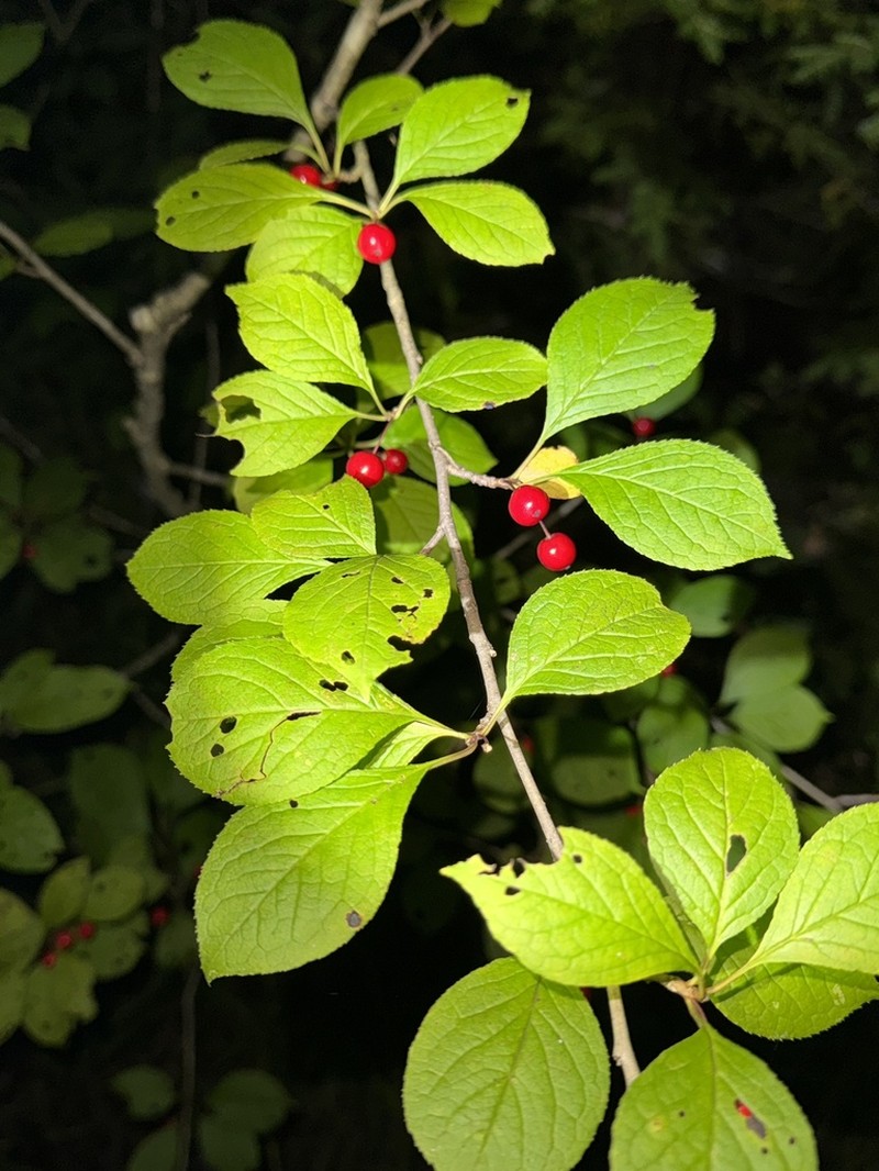 Longstalk Holly photo 6