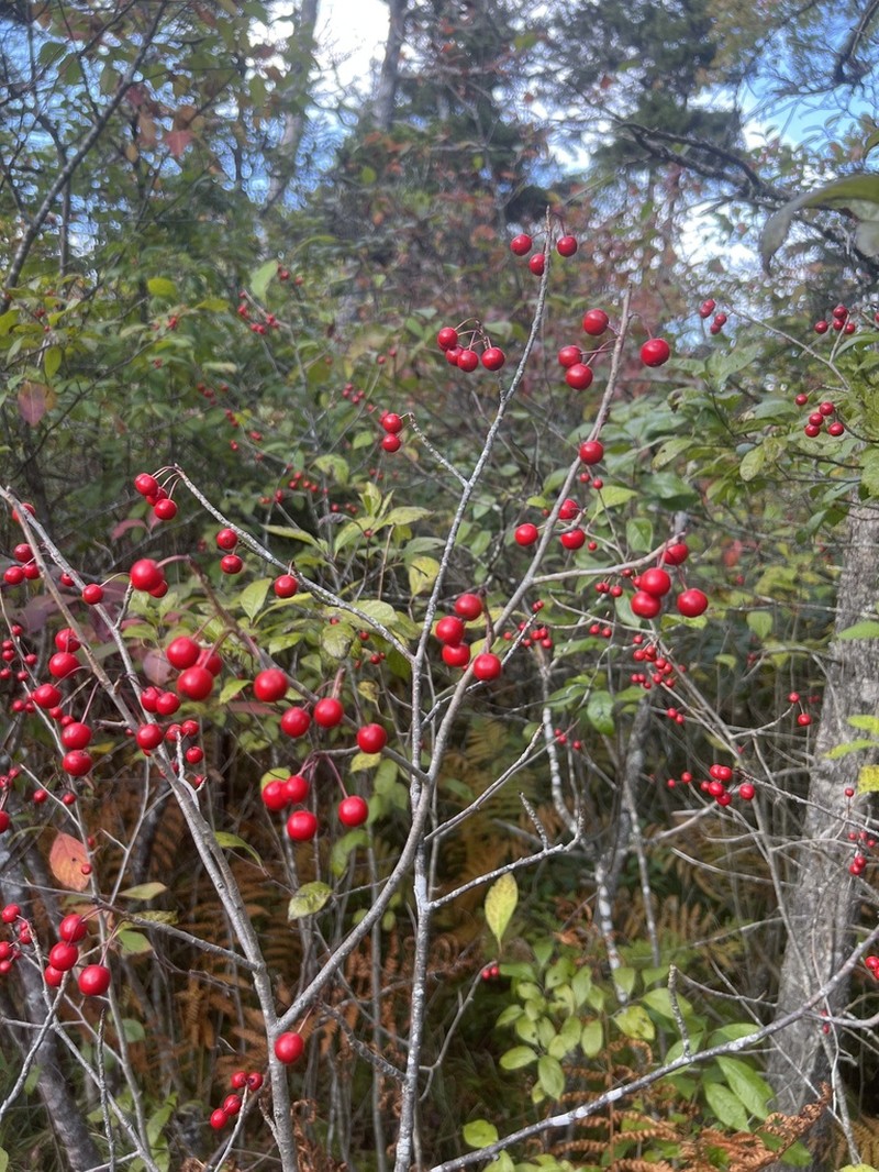 Longstalk Holly photo 7