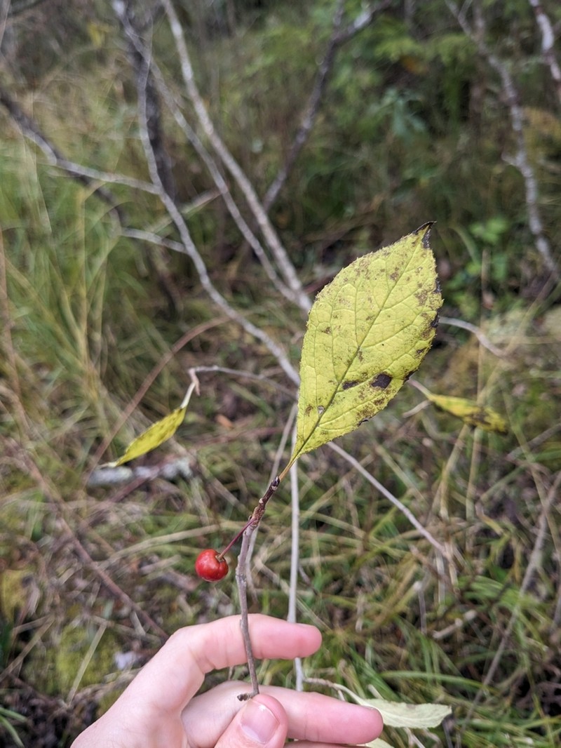 Longstalk Holly photo 8