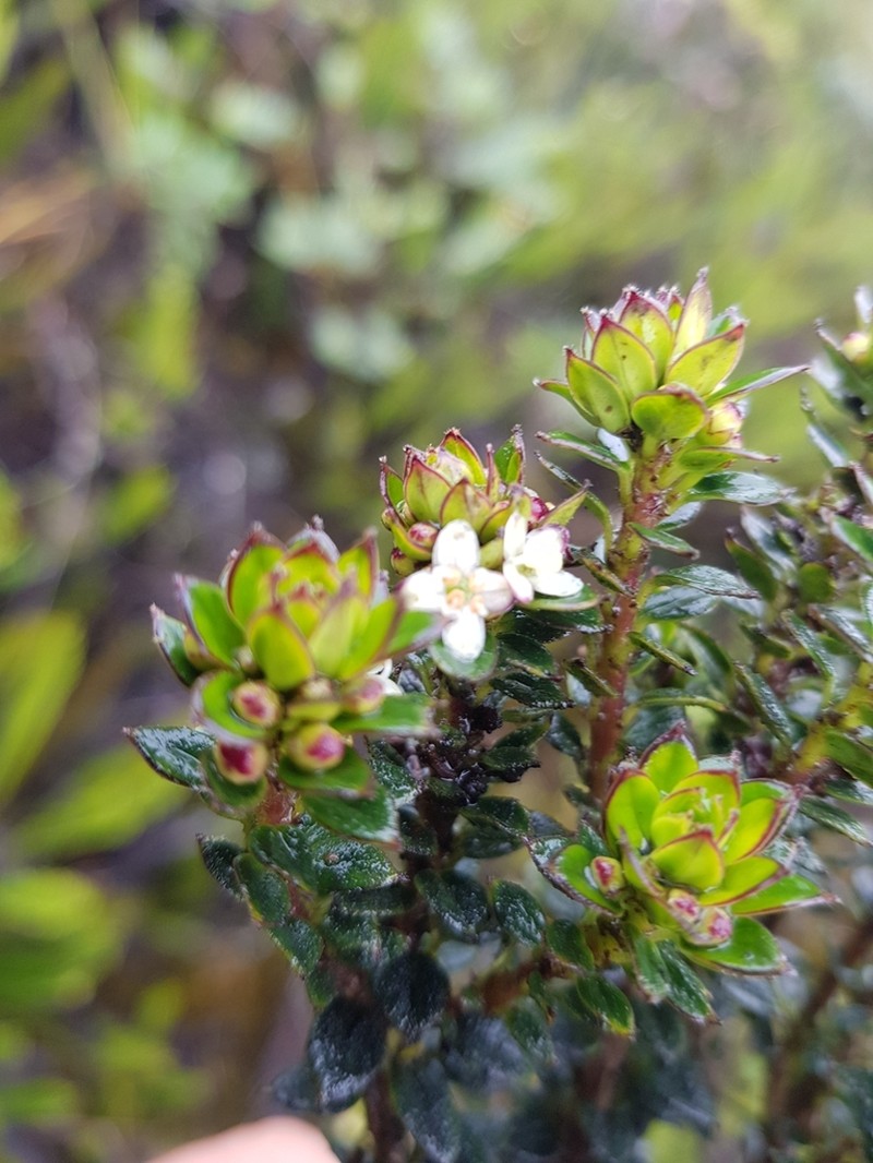 Ilex colombiana