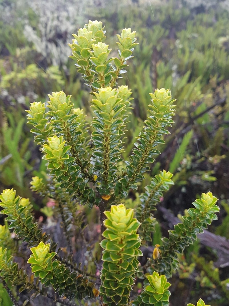 Ilex colombiana photo 2