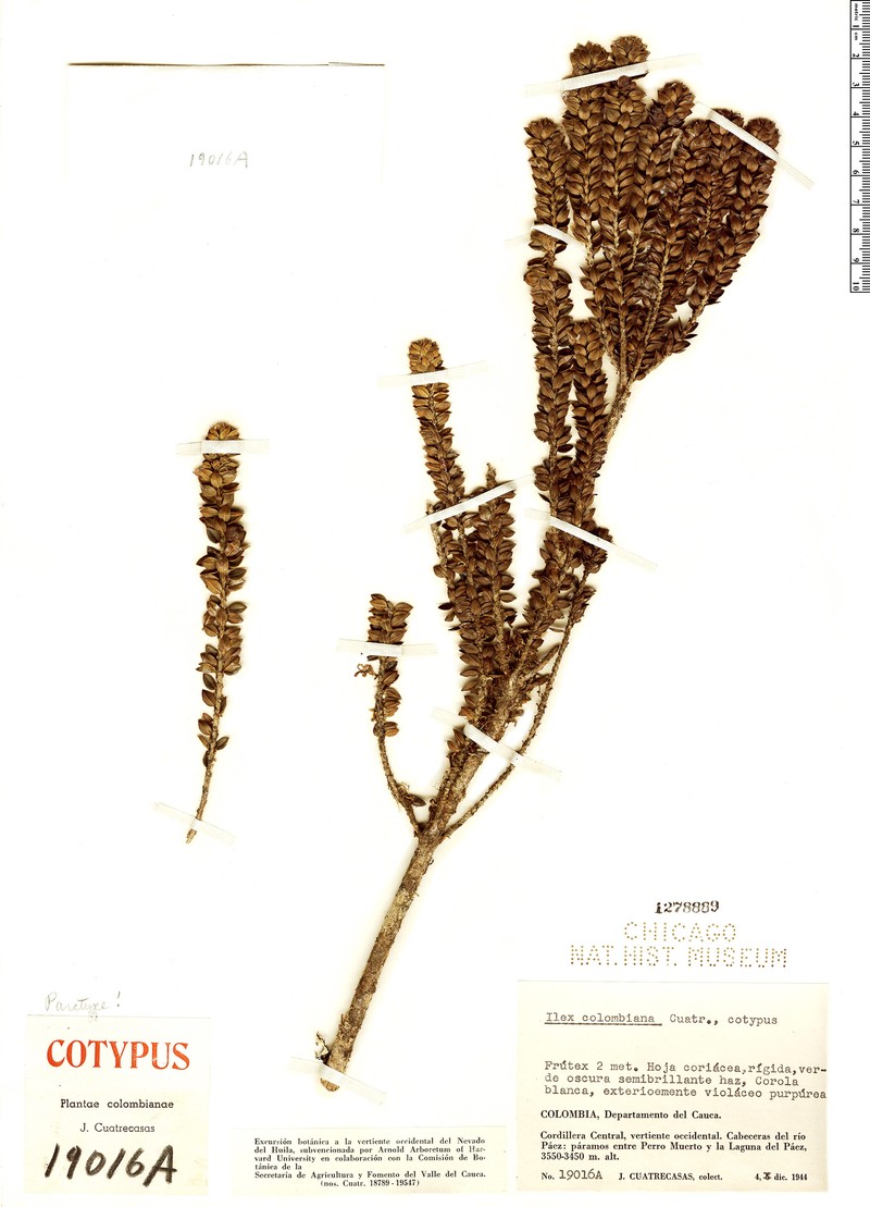 Ilex colombiana photo 3